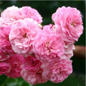 Minnehaha - trandafiri - www.ioanarose.ro